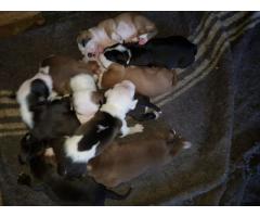 pitbulls for sale gauteng