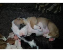 Pure breed American pitbulls (Bullies) for sale