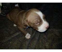 Pure breed American pitbulls (Bullies) for sale