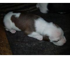 Pure breed American pitbulls (Bullies) for sale