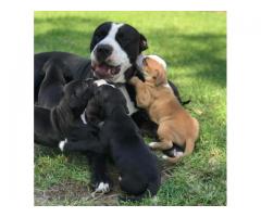 Beautiful Black and White Pitbull Puppies for sale