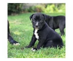 Beautiful Black and White Pitbull Puppies for sale