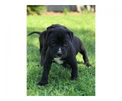 Beautiful Black and White Pitbull Puppies for sale