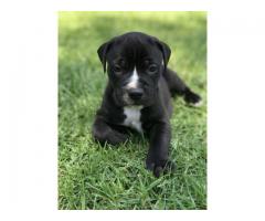 Beautiful Black and White Pitbull Puppies for sale