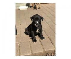 Beautiful Black and White Pitbull Puppies for sale