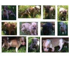 11 x Beautiful PittBull Puppies for sale (Registered)