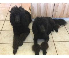 French Standard Poodels puppies for sale