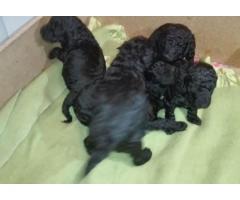 French Standard Poodels puppies for sale