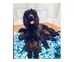 French Standard Poodels puppies for sale