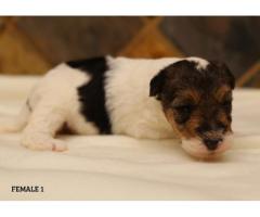 Purebred Wire Fox Terriers for Sale