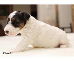 Purebred Wire Fox Terriers for Sale