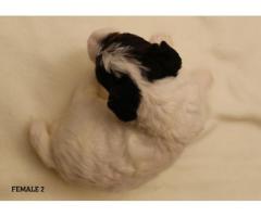 Purebred Wire Fox Terriers for Sale