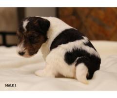 Purebred Wire Fox Terriers for Sale