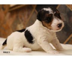 Purebred Wire Fox Terriers for Sale