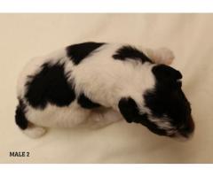 Purebred Wire Fox Terriers for Sale
