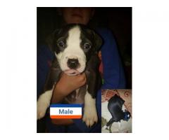 Registered pitbull puppies for sale