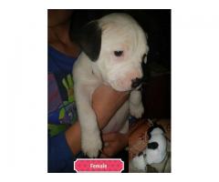 Registered pitbull puppies for sale