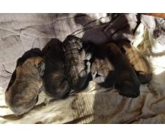 Bull Mastiff Puppies puppies for sale -  2 Male and 4 Female pups available