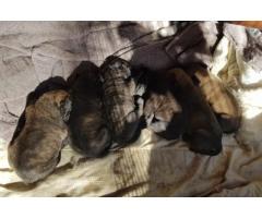 Bull Mastiff Puppies puppies for sale -  2 Male and 4 Female pups available