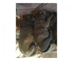 Bull Mastiff Puppies puppies for sale -  2 Male and 4 Female pups available