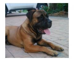 Bull Mastiff Puppies puppies for sale -  2 Male and 4 Female pups available