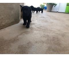 Purebred Black Labrador puppies available