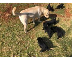Purebred Black Labrador puppies available