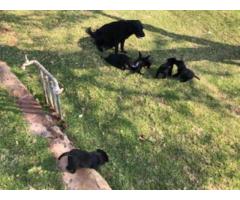 Purebred Black Labrador puppies available