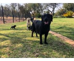 Purebred Black Labrador puppies available