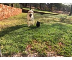 Purebred Black Labrador puppies available