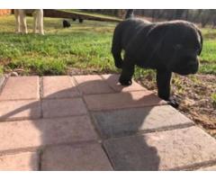 Purebred Black Labrador puppies available