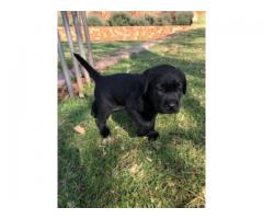 Purebred Black Labrador puppies available