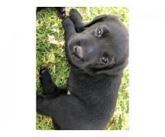 Purebred Black Labrador puppies available