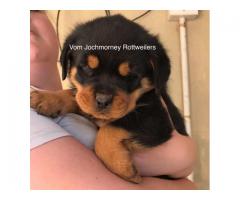 Kusa Registered Rottweiler puppies