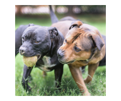 black-brindle-staffy-puppies-for-sale