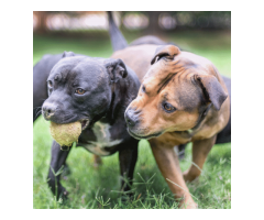 Beautiful Staffies puppies available - Centurion - SORRY SOLD