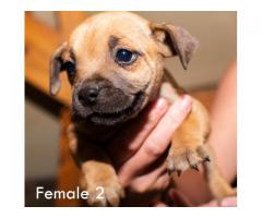 Beautiful Staffies puppies available - Centurion - SORRY SOLD