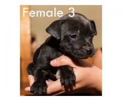 Beautiful Staffies puppies available - Centurion - SORRY SOLD