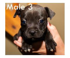 Beautiful Staffies puppies available - Centurion - SORRY SOLD