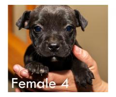 Beautiful Staffies puppies available - Centurion - SORRY SOLD