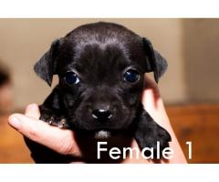 Beautiful Staffies puppies available - Centurion - SORRY SOLD