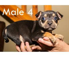 Beautiful Staffies puppies available - Centurion - SORRY SOLD