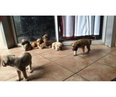 Boerboel puppies for sale x 4 - SOLD