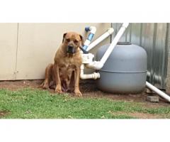 Boerboel puppies for sale x 4 - SOLD