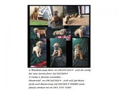 Boerboel puppies for sale x 4 - SOLD