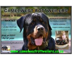 Camelwest Rottweilers puppies for sale