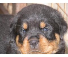 Camelwest Rottweilers puppies for sale