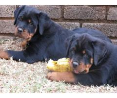 Camelwest Rottweilers puppies for sale