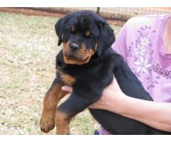 Camelwest Rottweilers puppies for sale