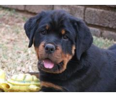 Camelwest Rottweilers puppies for sale